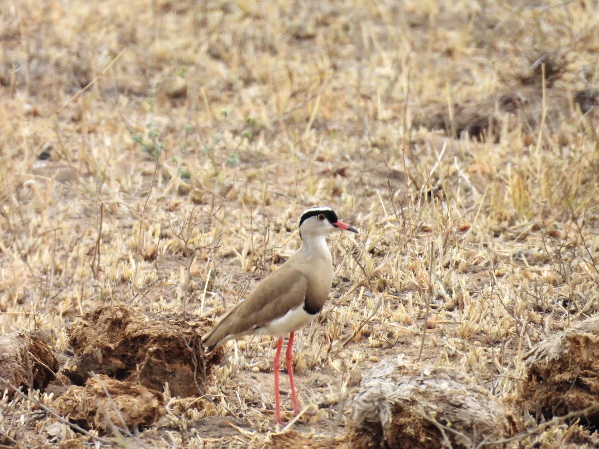 čejka korunkatá - ML624333682