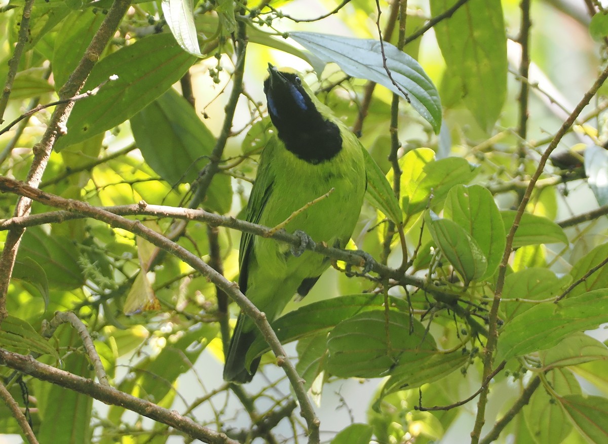 Sumatran Leafbird - ML624333684