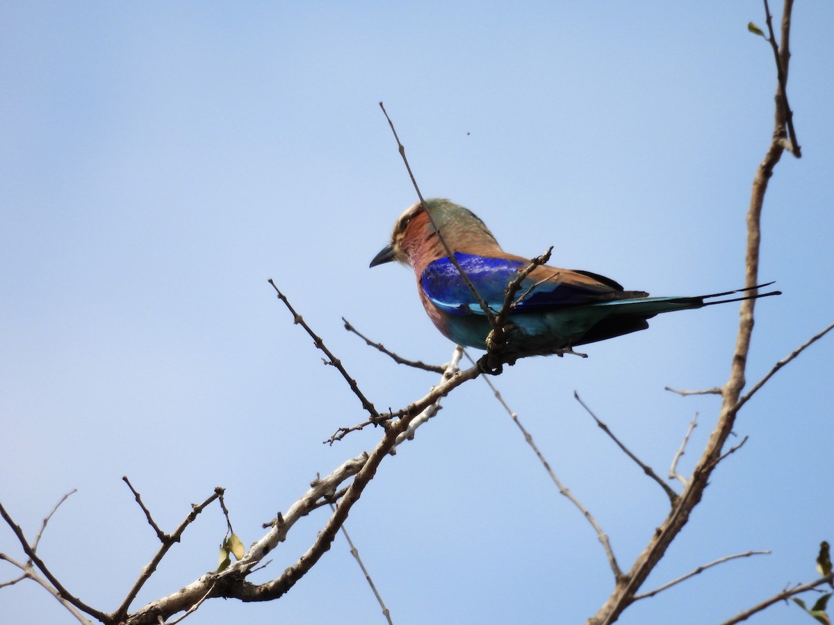 mandelík fialovoprsý - ML624333695