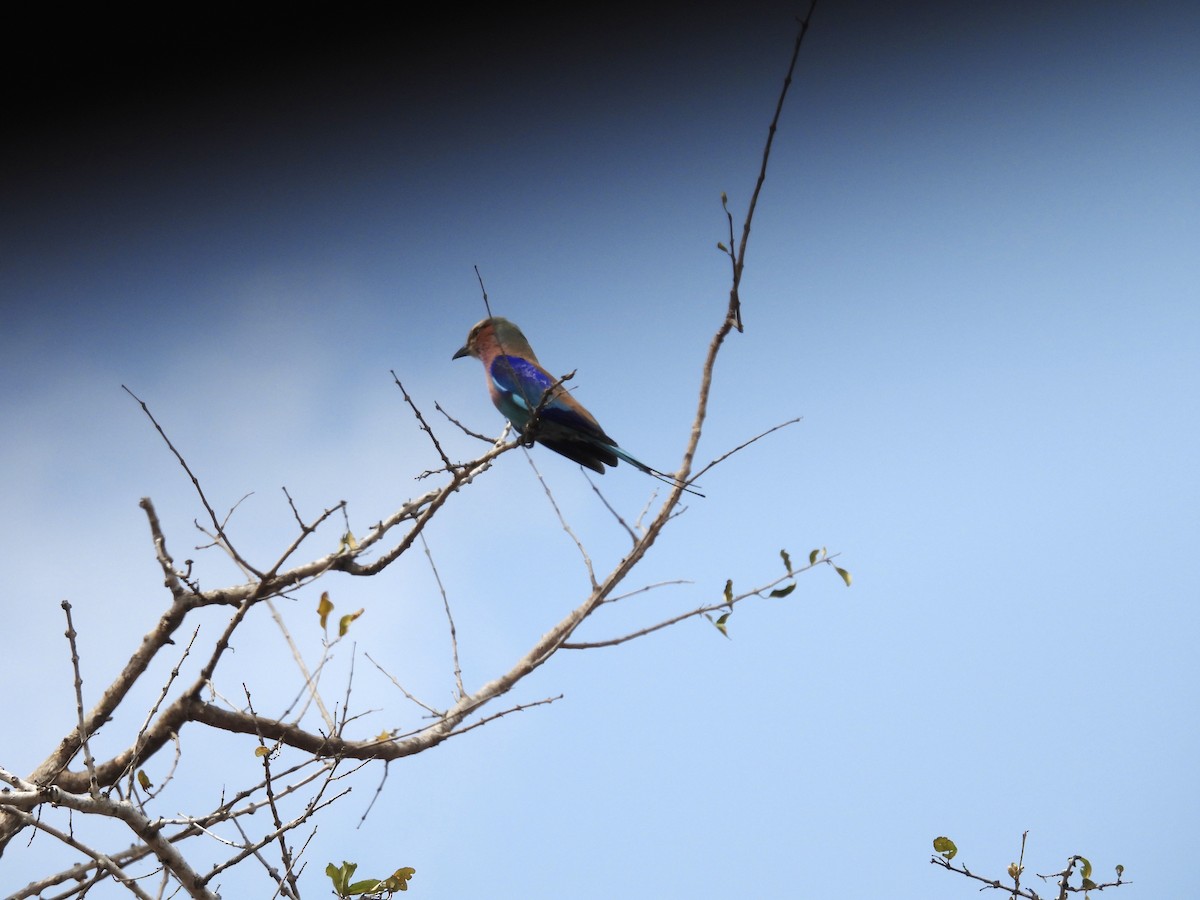 mandelík fialovoprsý - ML624333696