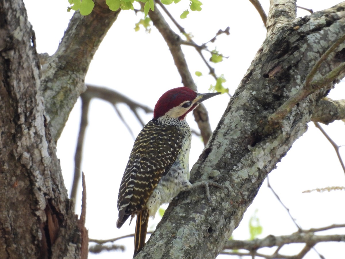 datel bělolící (ssp. bennettii) - ML624333711