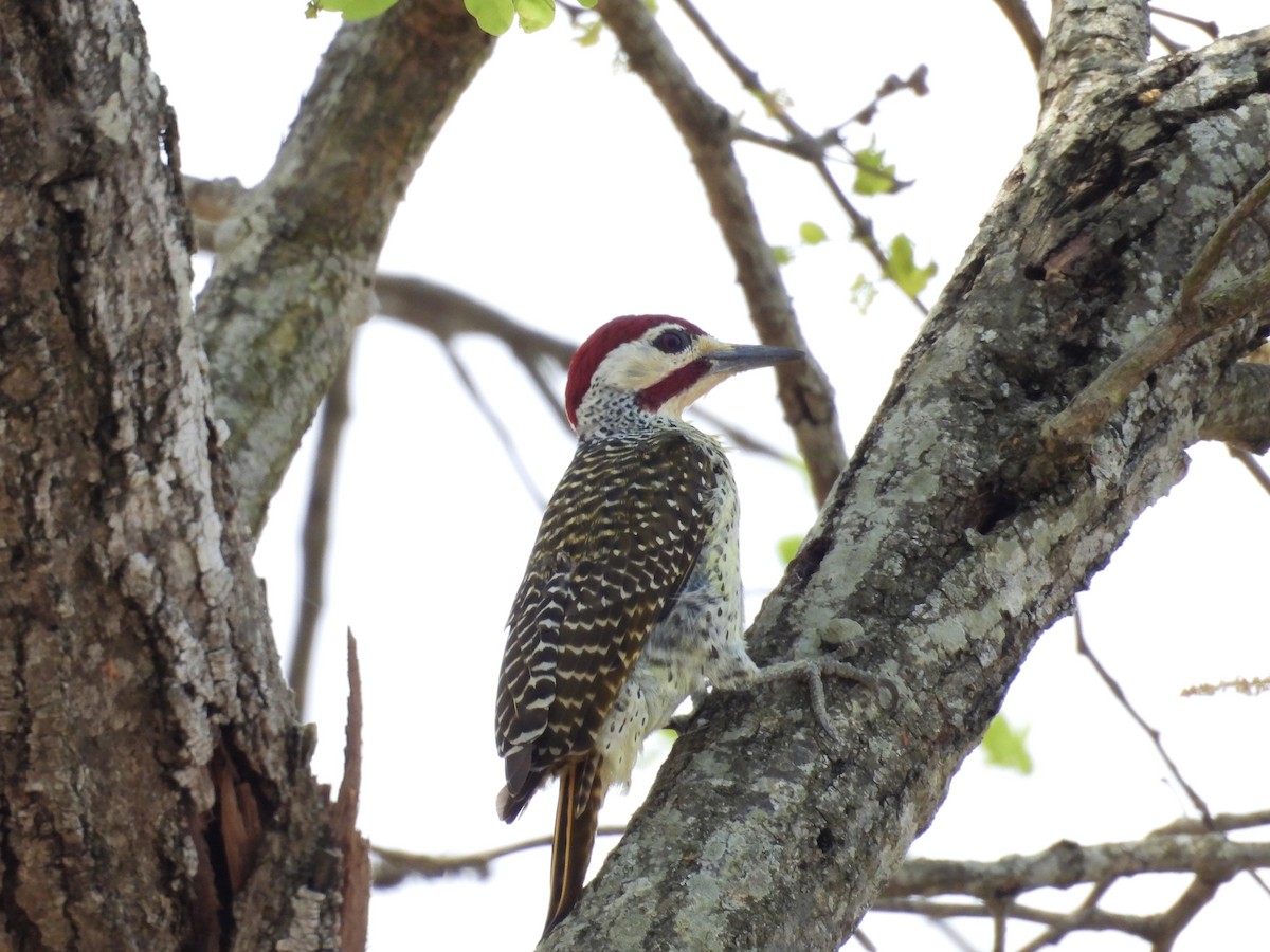 datel bělolící (ssp. bennettii) - ML624333712