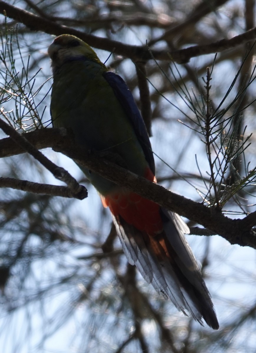 Pale-headed Rosella - ML624333715