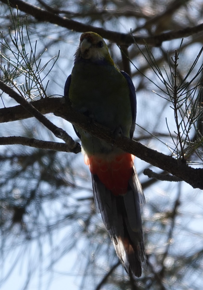 Pale-headed Rosella - ML624333716