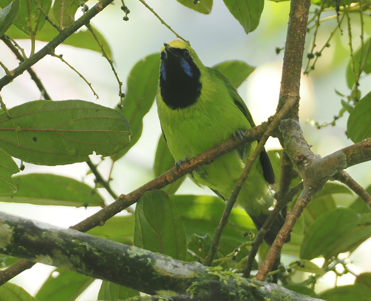 Sumatran Leafbird - ML624333729