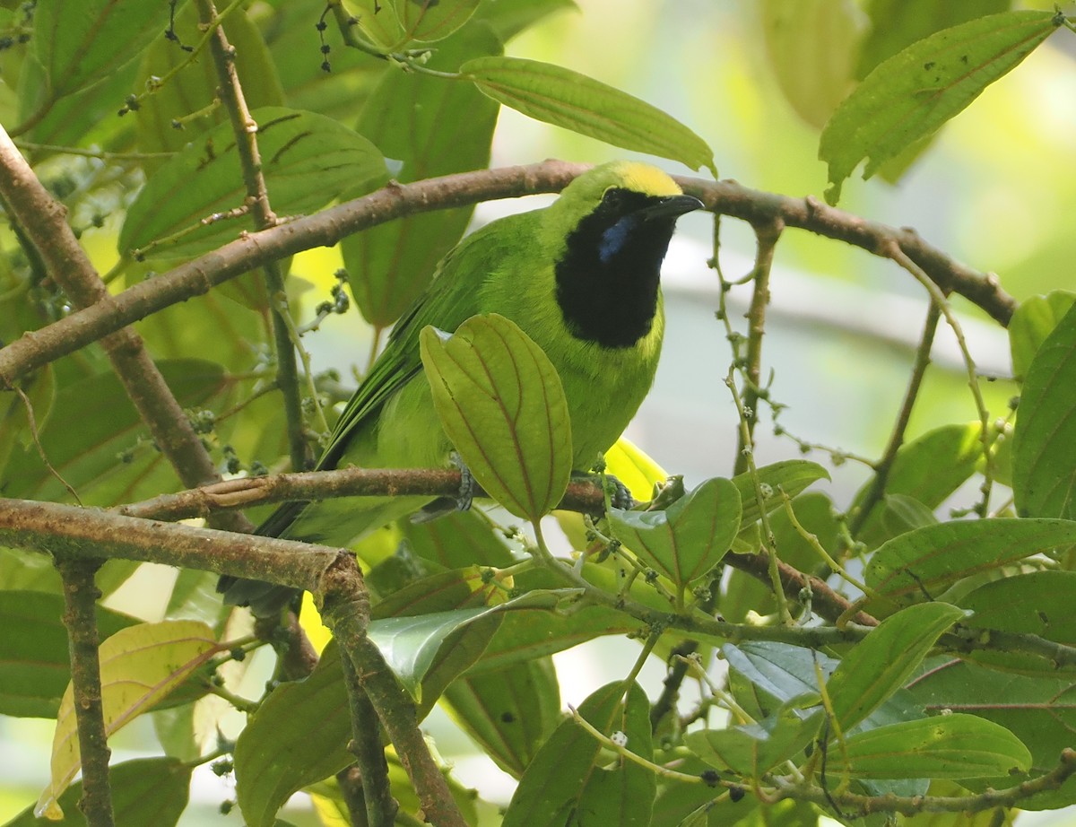 Sumatran Leafbird - ML624333782