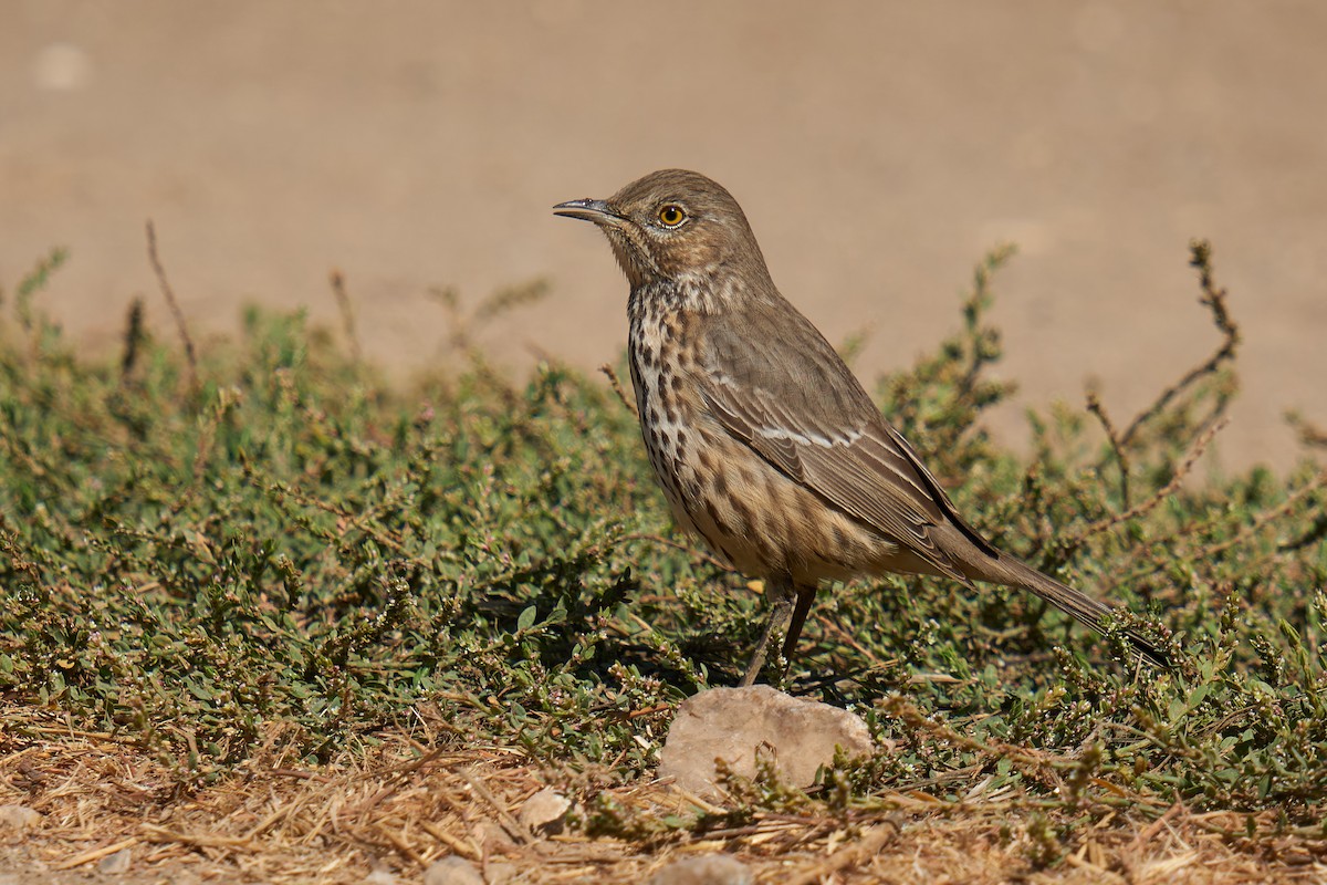 Sage Thrasher - Grigory Heaton