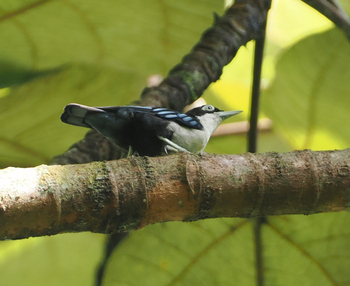 Blue Nuthatch - ML624333796