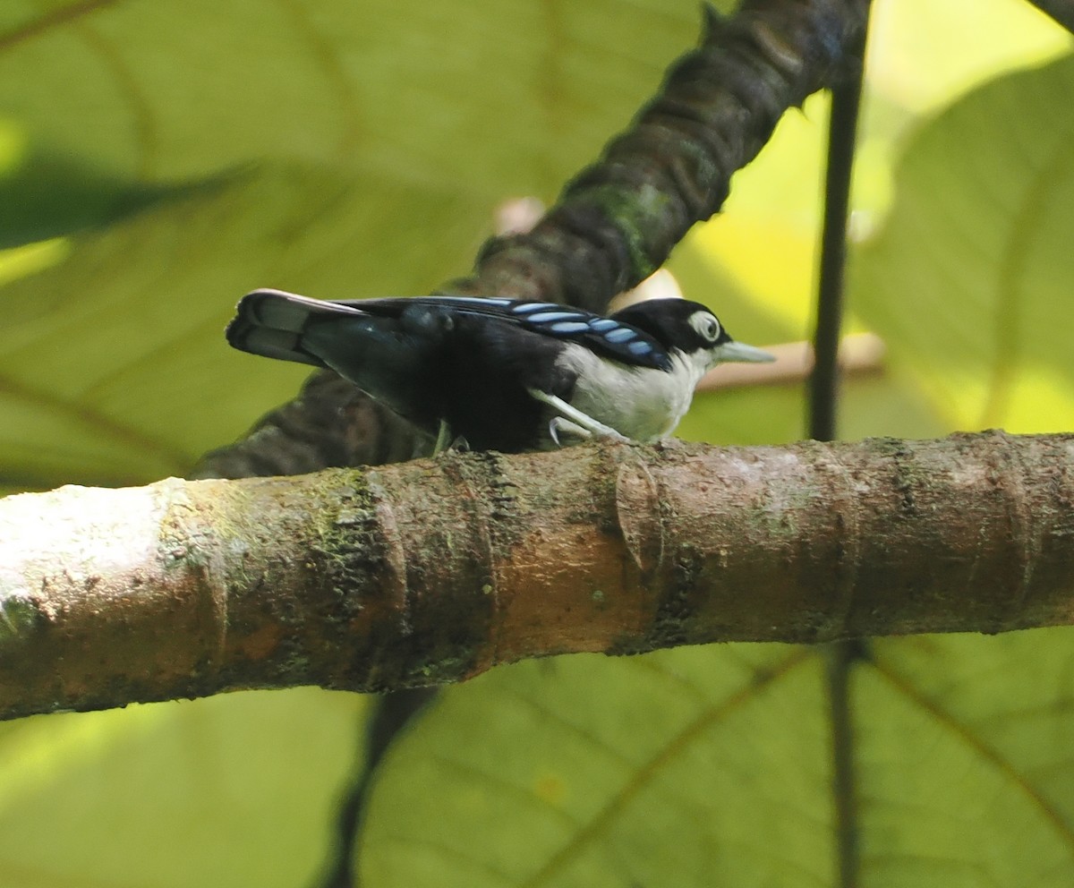 Blue Nuthatch - ML624333804