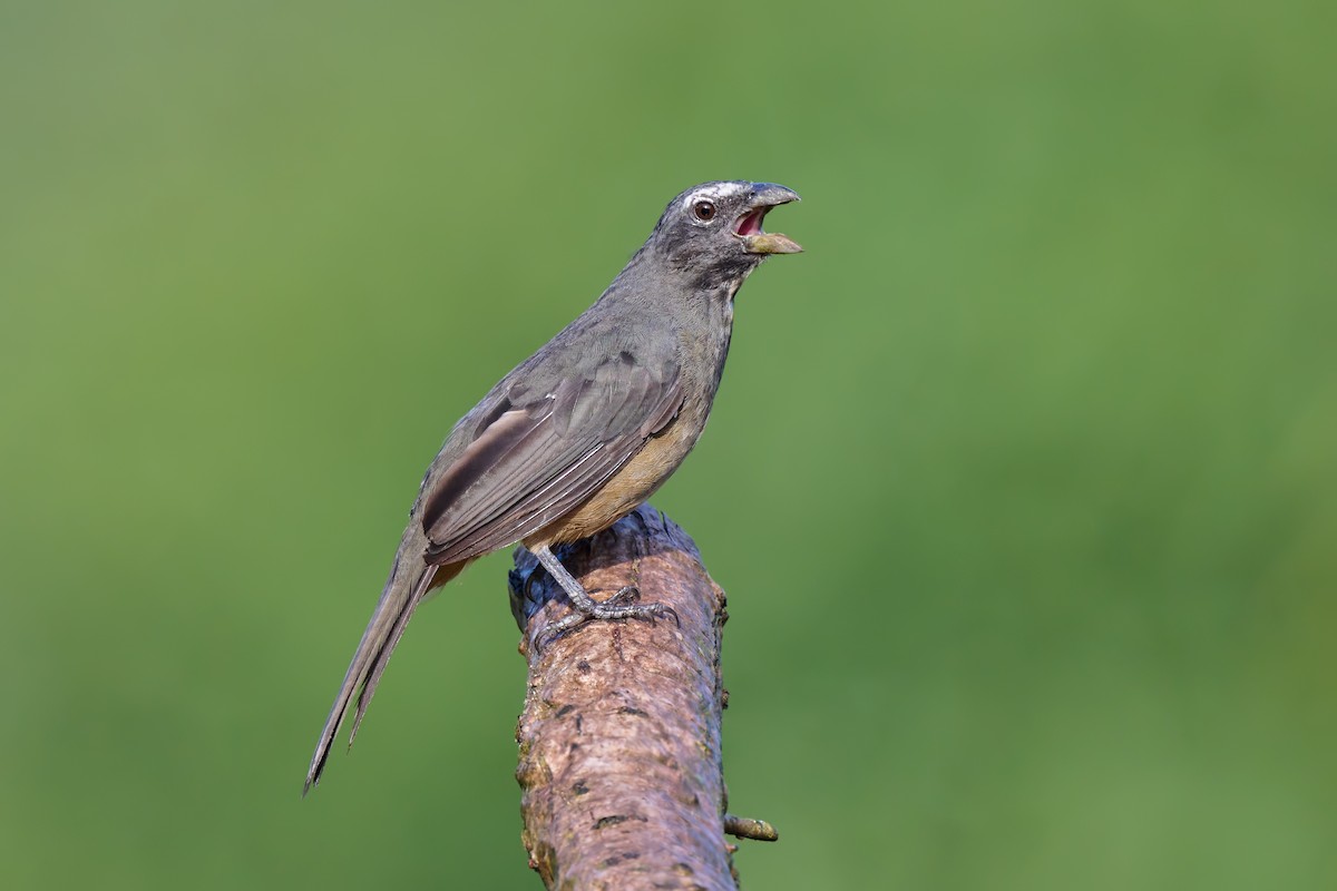 Cinnamon-bellied Saltator - Sharif Uddin