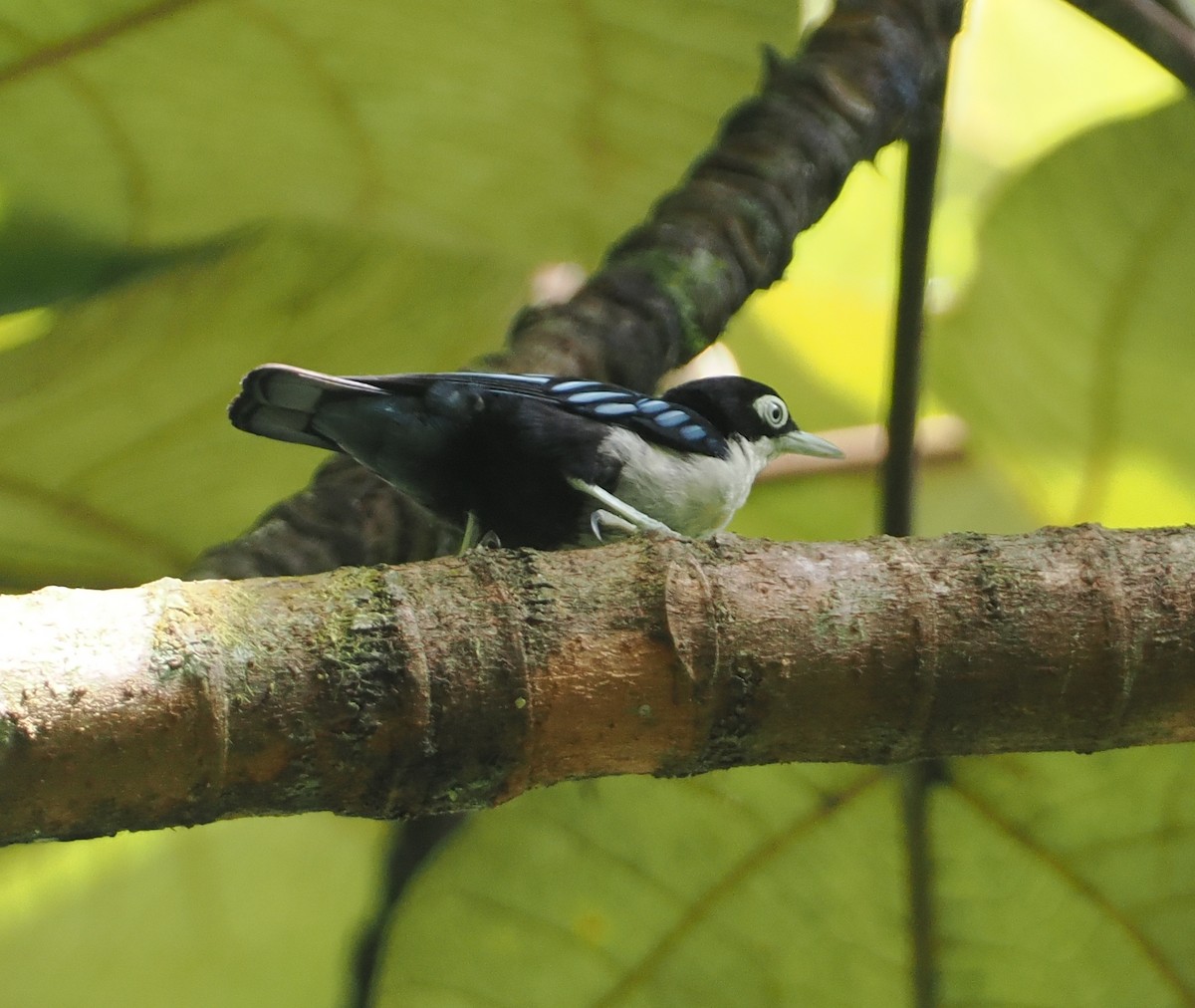 Blue Nuthatch - ML624333815