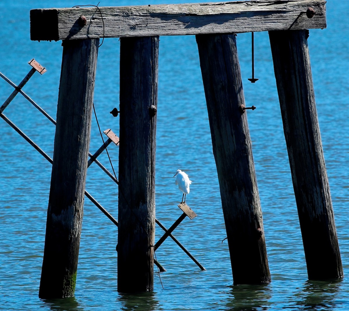 Snowy Egret - ML624333889