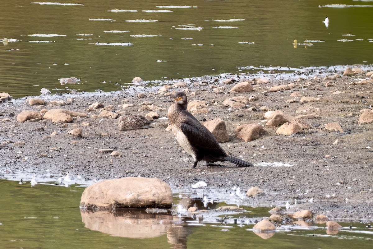Great Cormorant - ML624333924