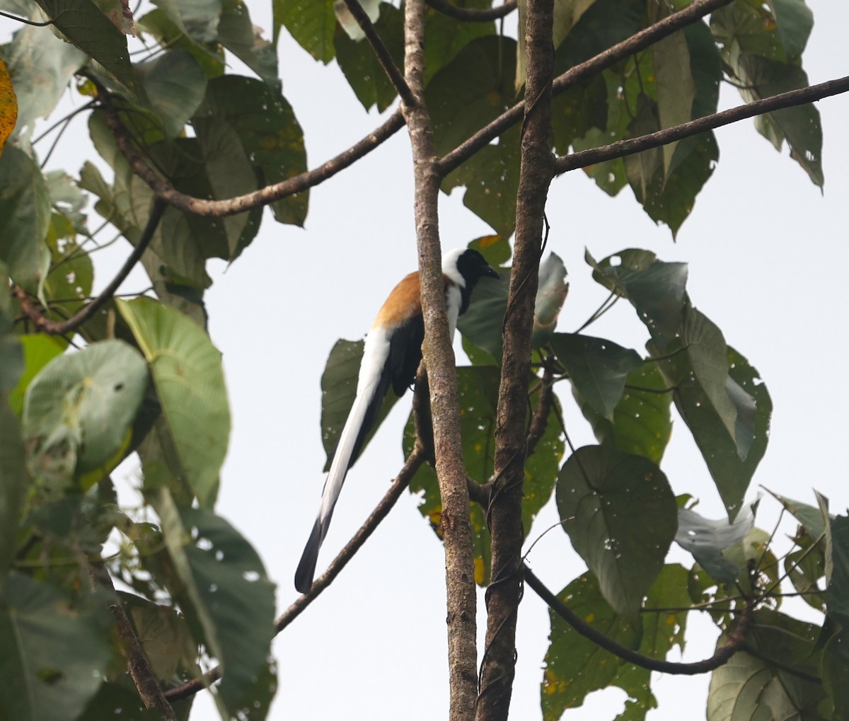 White-bellied Treepie - ML624333977