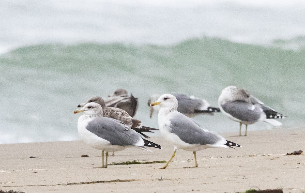 California Gull - ML624334081