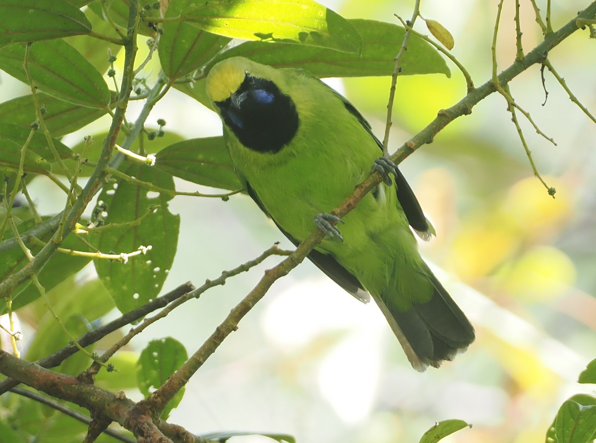 Sumatran Leafbird - ML624334099