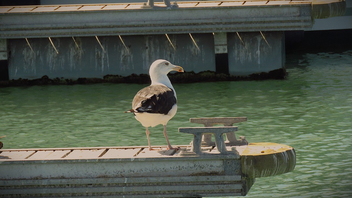 Great Black-backed Gull - ML624334106