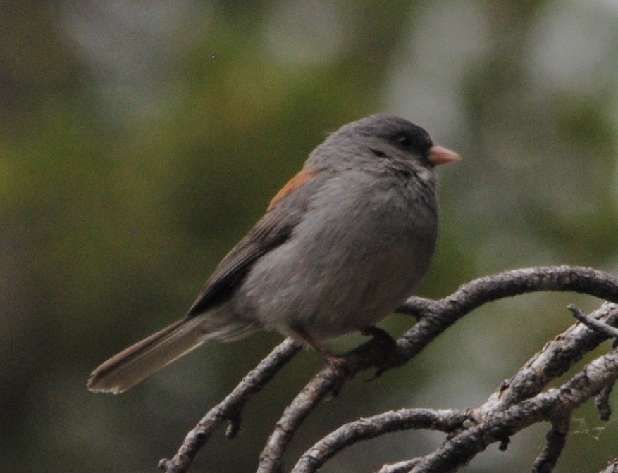 Dark-eyed Junco (Gray-headed) - ML62433411