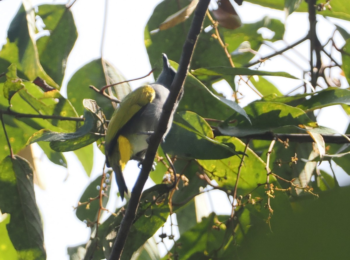 Gray-bellied Bulbul - ML624334121