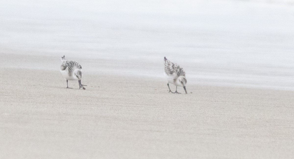 Гурвалж элсэг - ML624334126