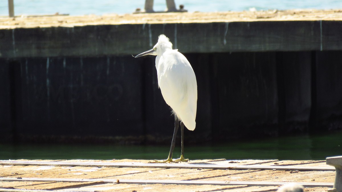 小白鷺 - ML624334129