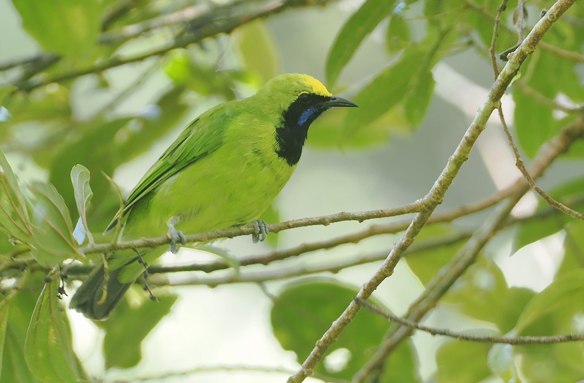 Sumatran Leafbird - ML624334130