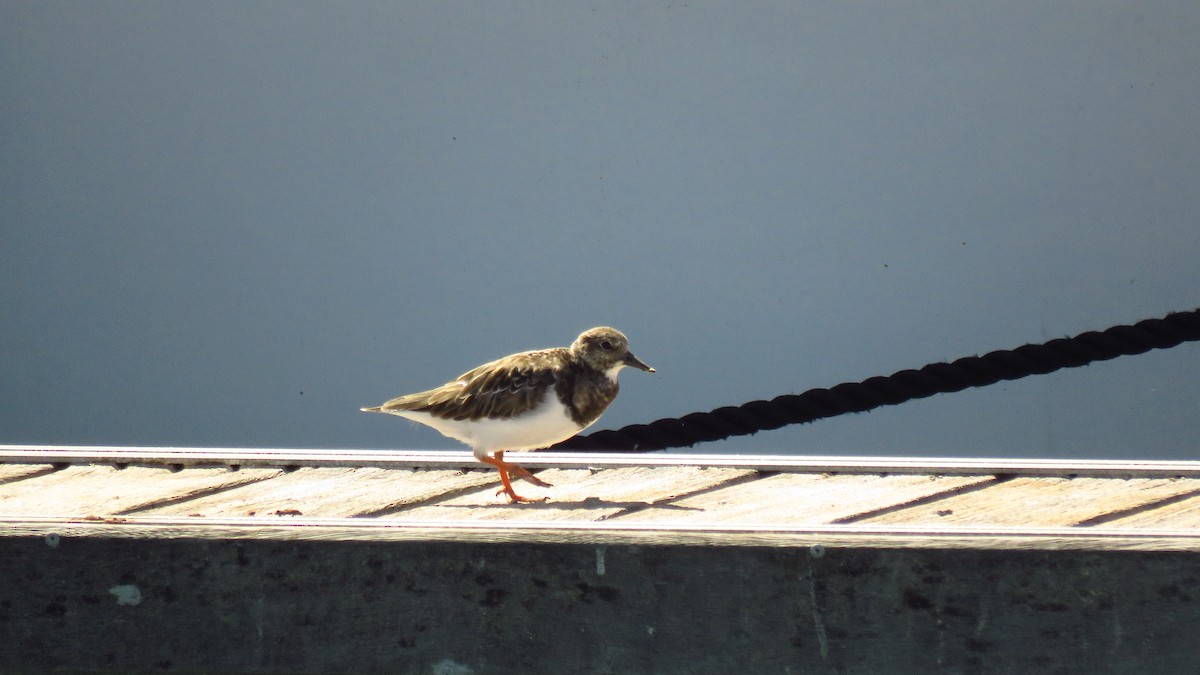 翻石鷸 - ML624334140