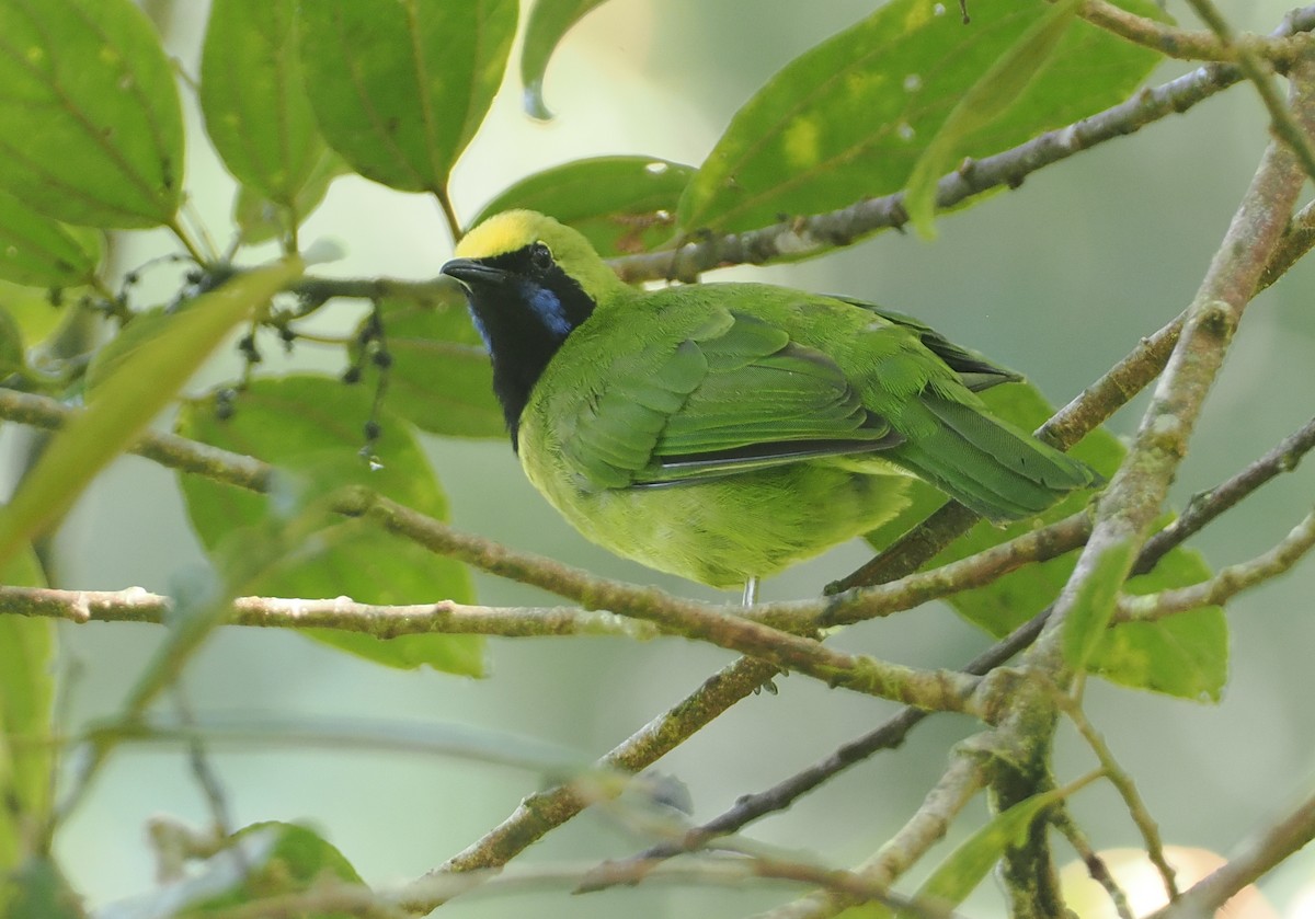 Sumatran Leafbird - ML624334144