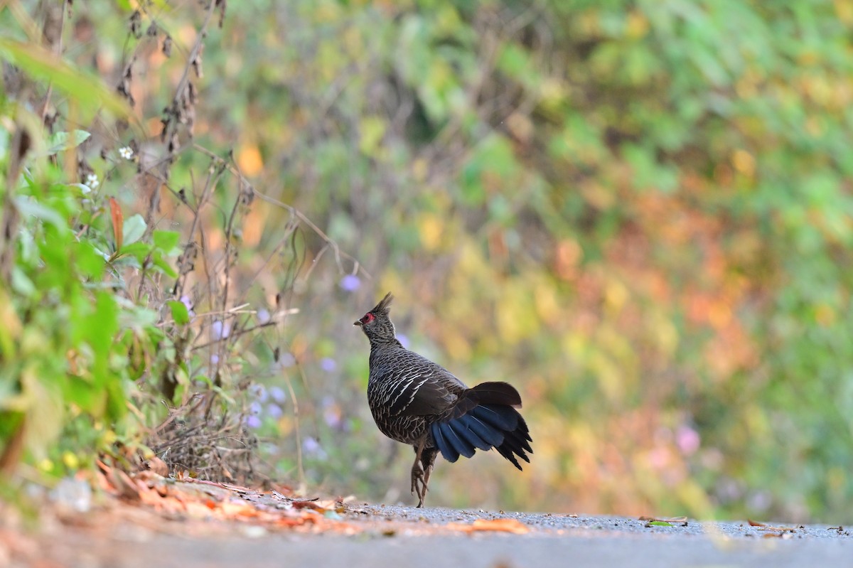 Kalij Pheasant - Hetali Karia