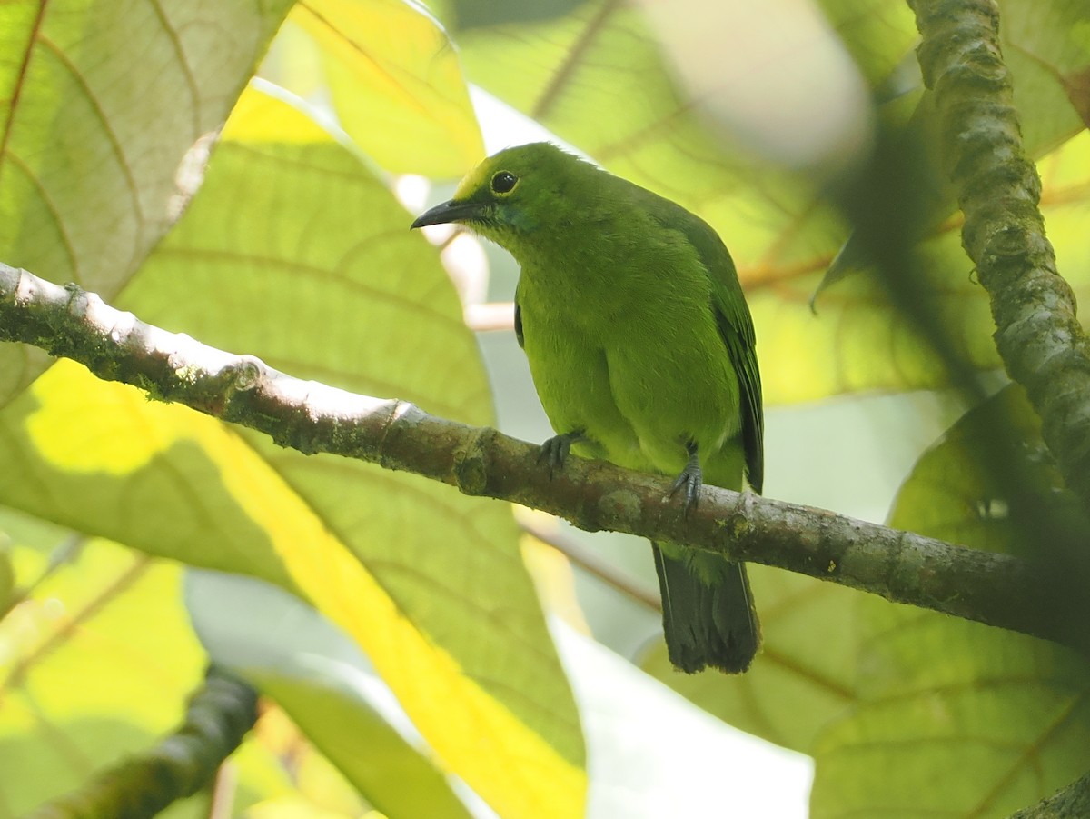Sumatran Leafbird - ML624334224