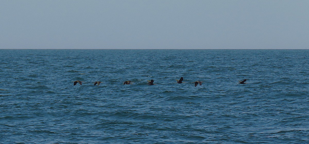 彩䴉 - ML624334259