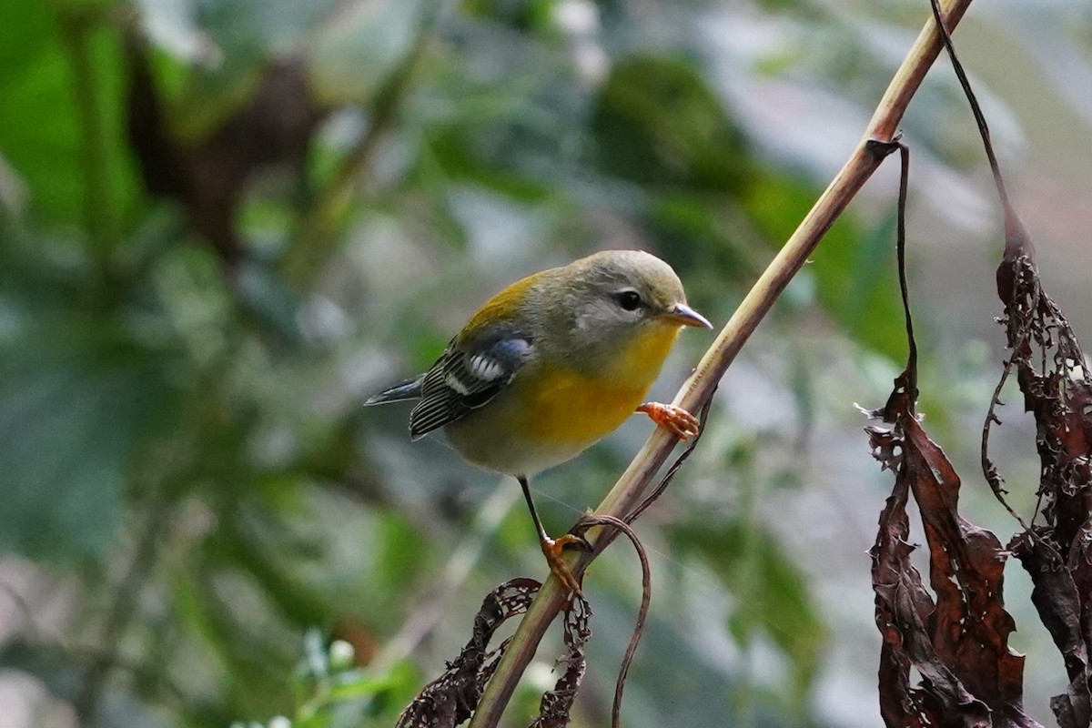Northern Parula - ML624334380