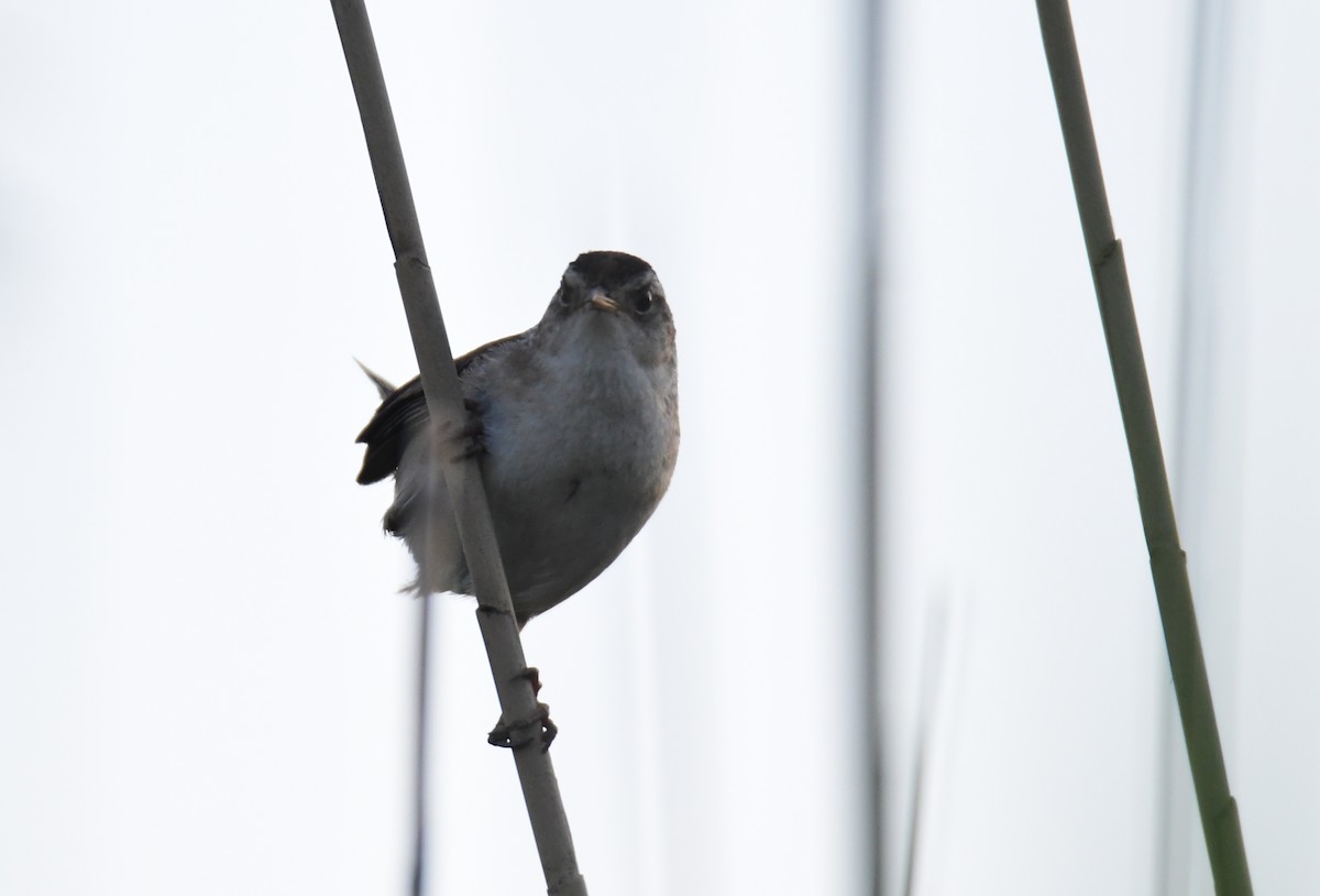 Marsh Wren - ML624334401