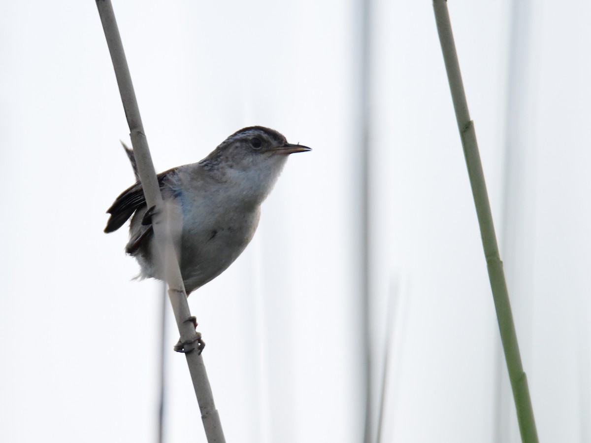 Marsh Wren - ML624334402