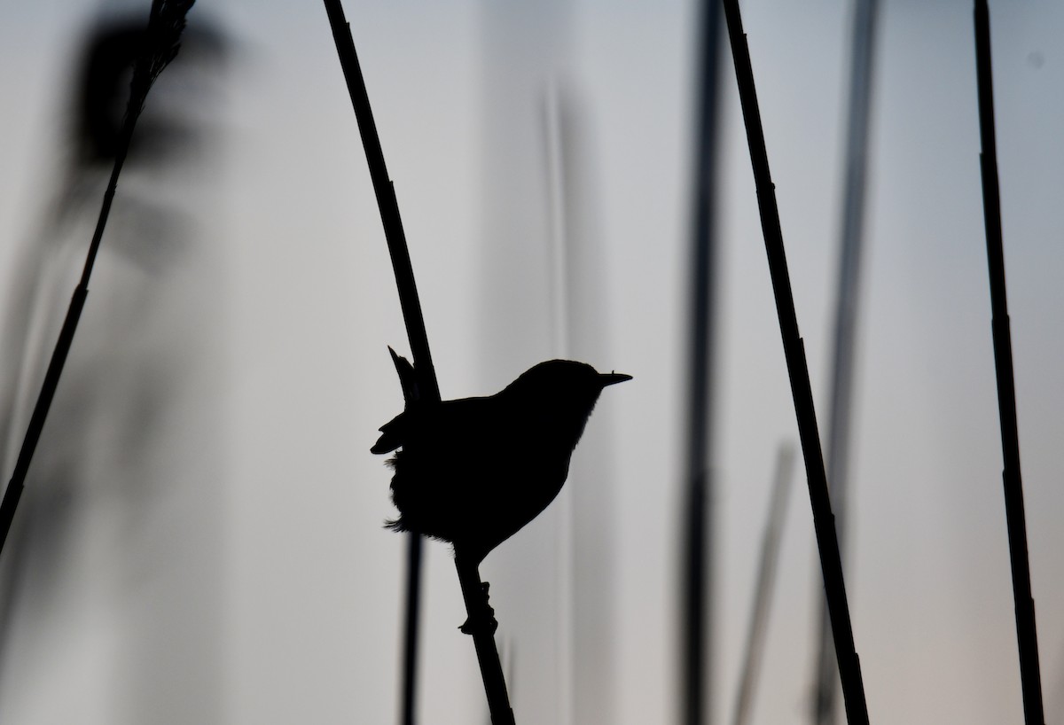 Marsh Wren - ML624334403