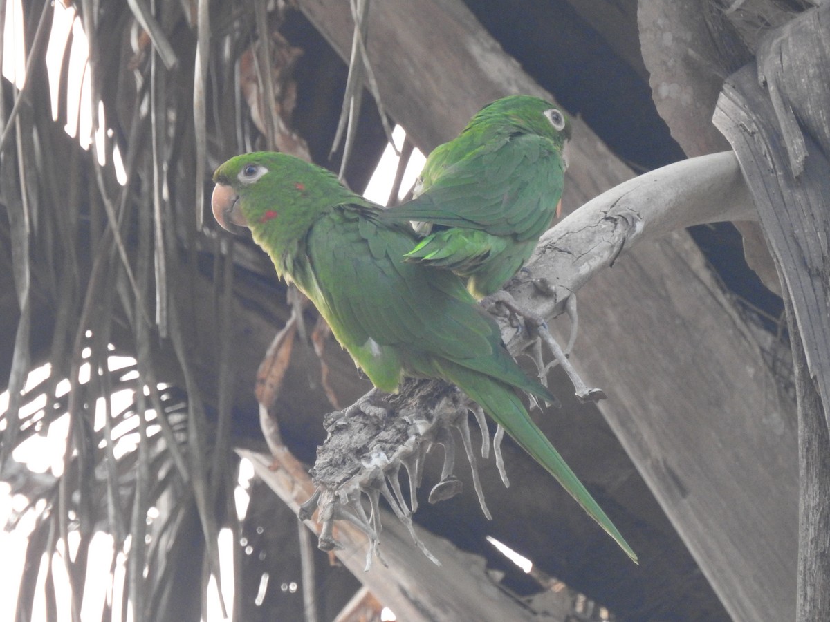 Aratinga Ojiblanca - ML624334492