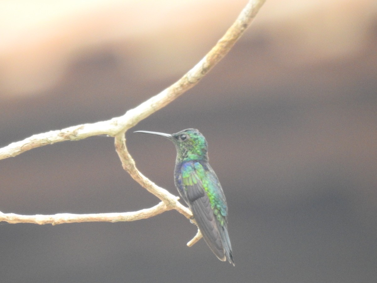 Zafiro Golondrina - ML624334493