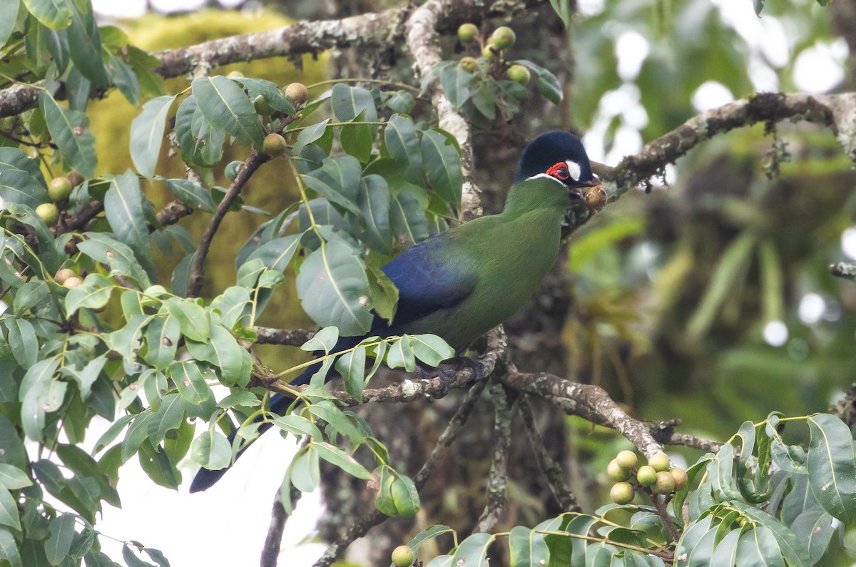 Turaco de Hartlaub - ML624334512