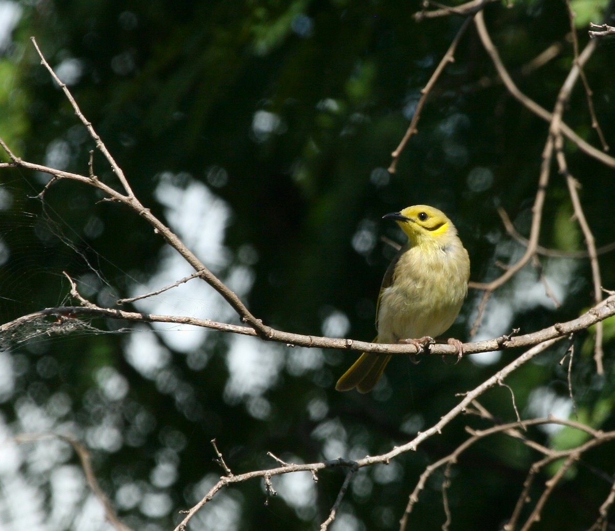 Yellow-tinted Honeyeater - ML624334704