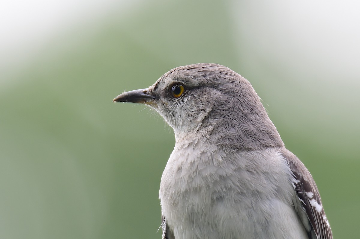 Northern Mockingbird - ML624334769