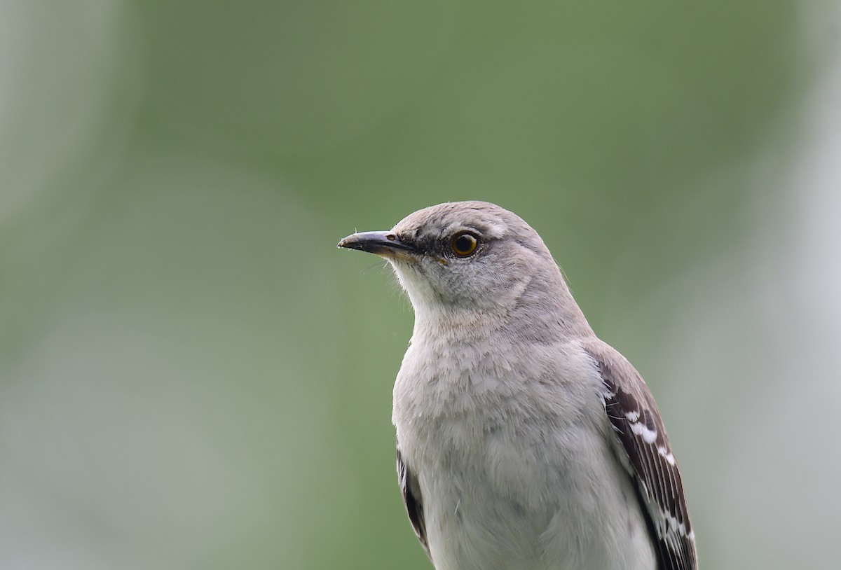 Northern Mockingbird - ML624334770