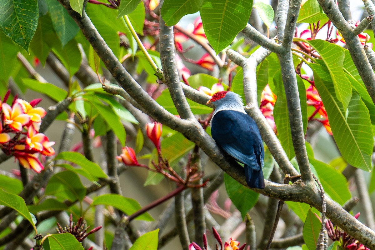 Seychelles Blue-Pigeon - Jan Fernando