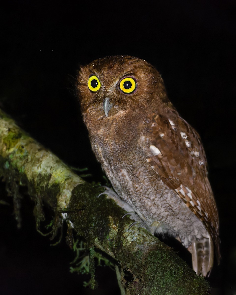 Puntarenas Screech-Owl (undescribed form) - ML624334991