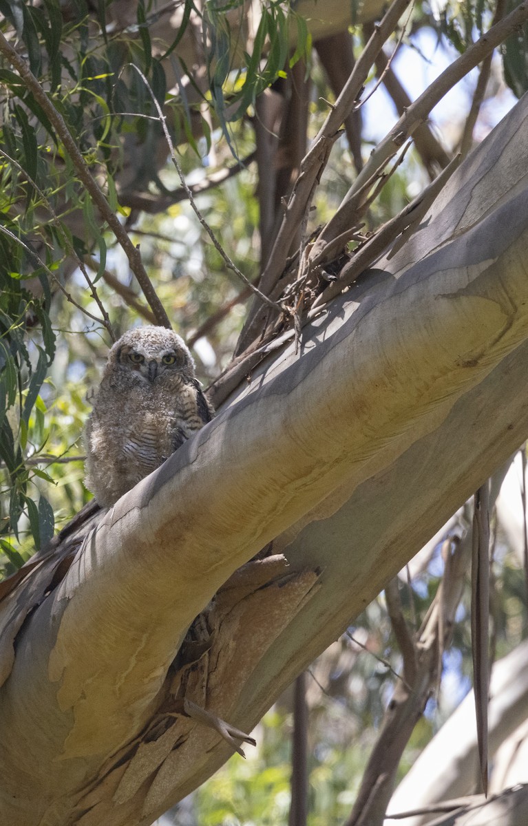 Great Horned Owl - ML624335004