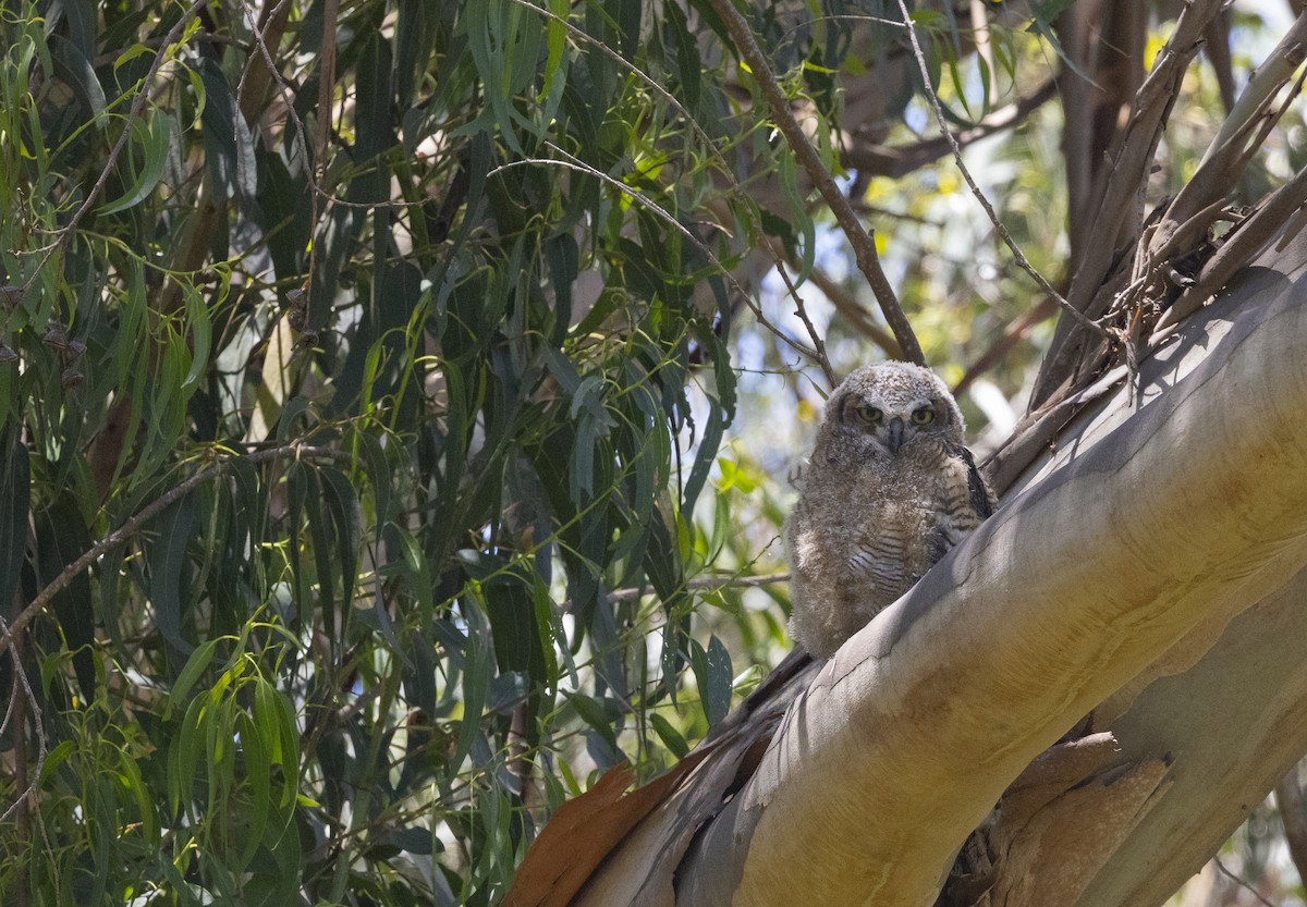 Great Horned Owl - ML624335005