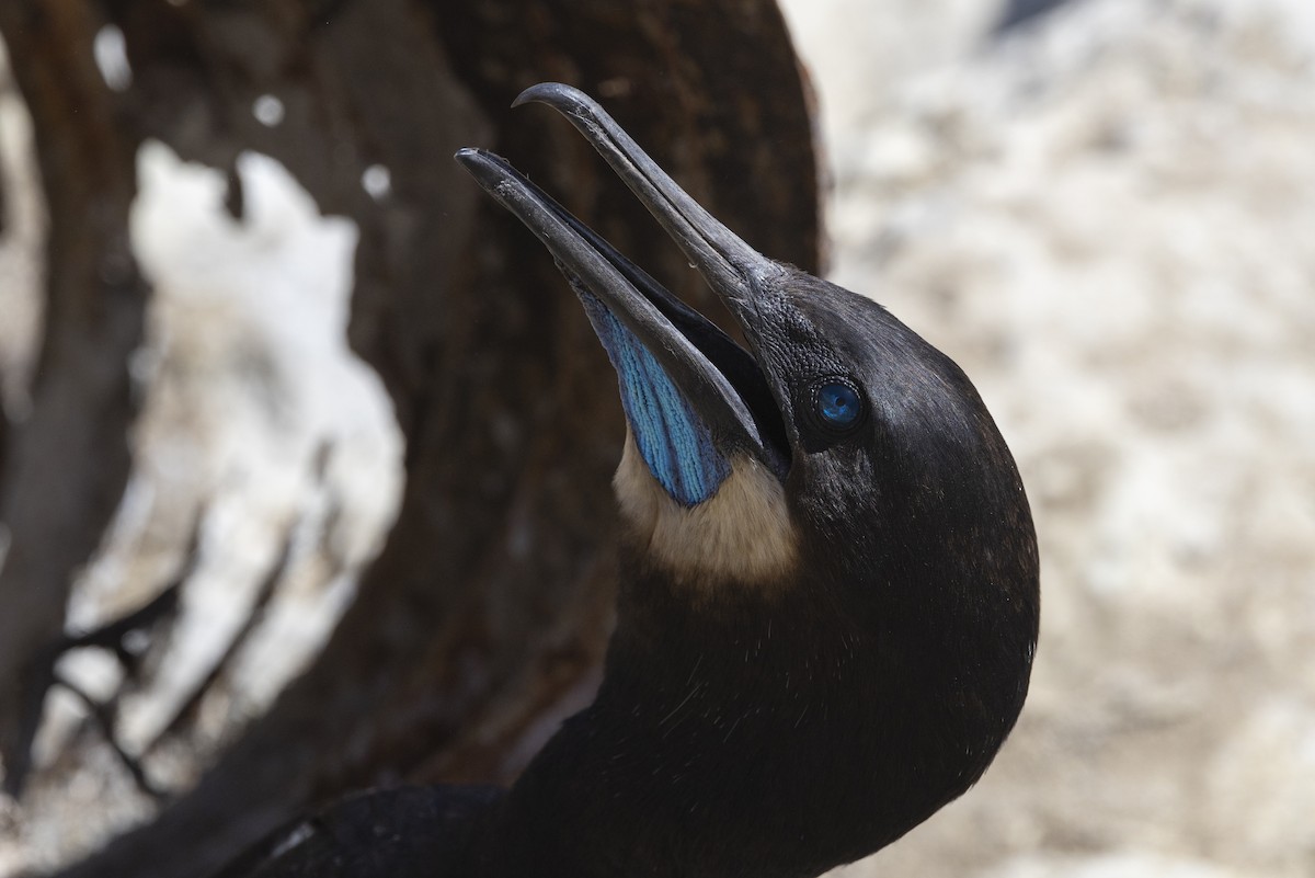 Brandt's Cormorant - ML624335013