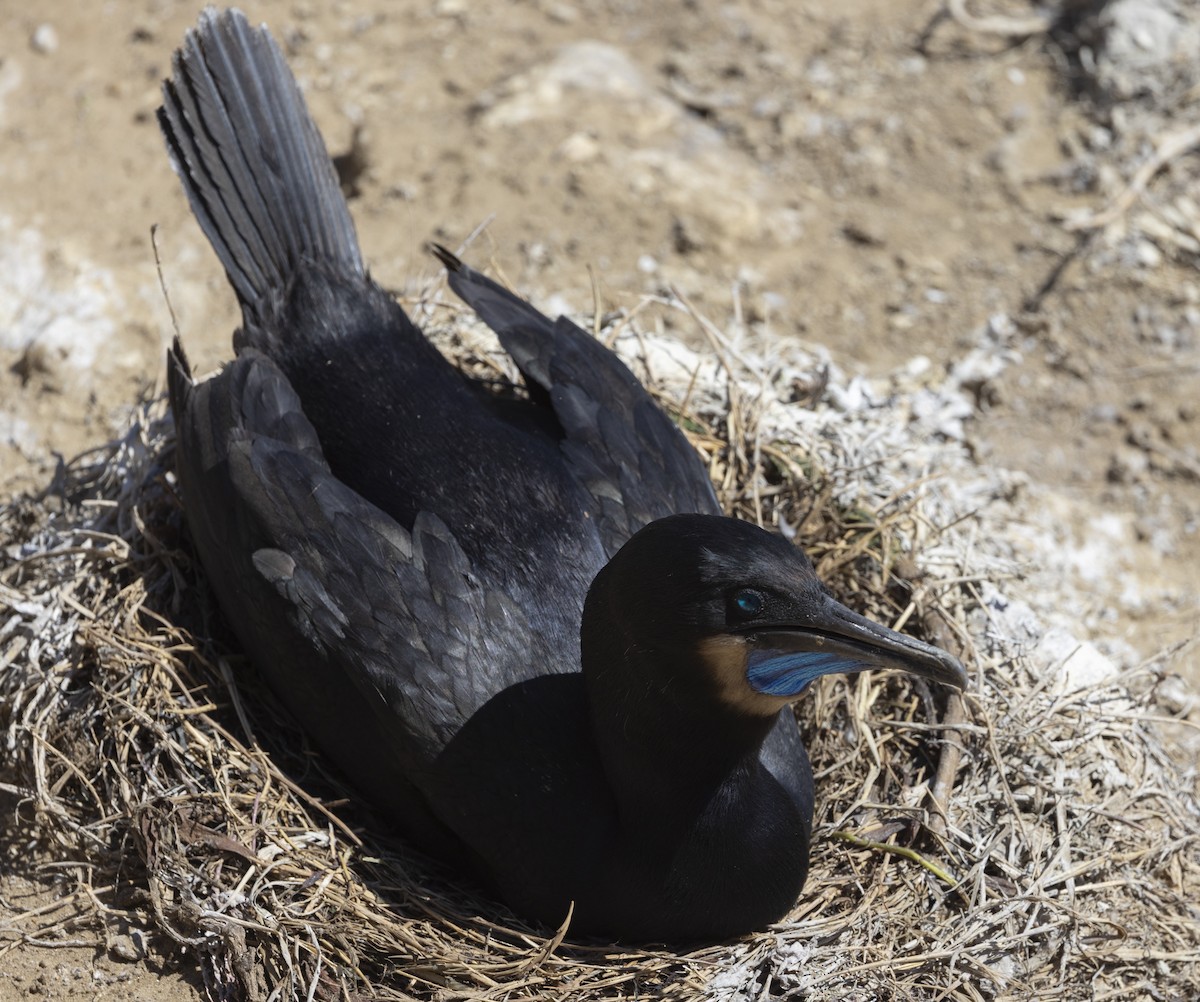 Brandt's Cormorant - ML624335022