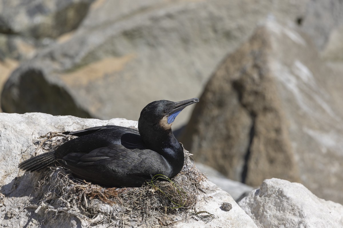 Brandt's Cormorant - ML624335024