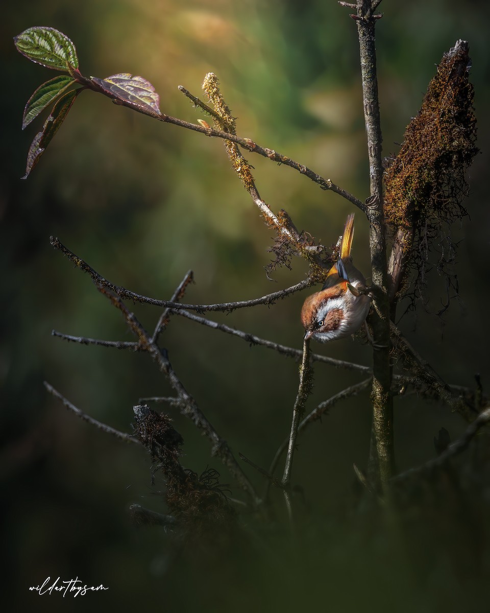 White-browed Fulvetta - ML624335047