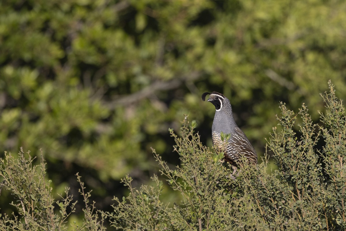 California Quail - ML624335071